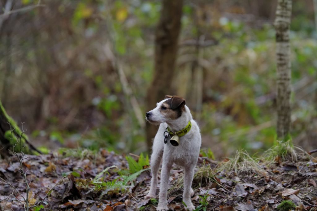 Les Parson Russell Terrier de l'affixe de la Vallée du Bois Bray