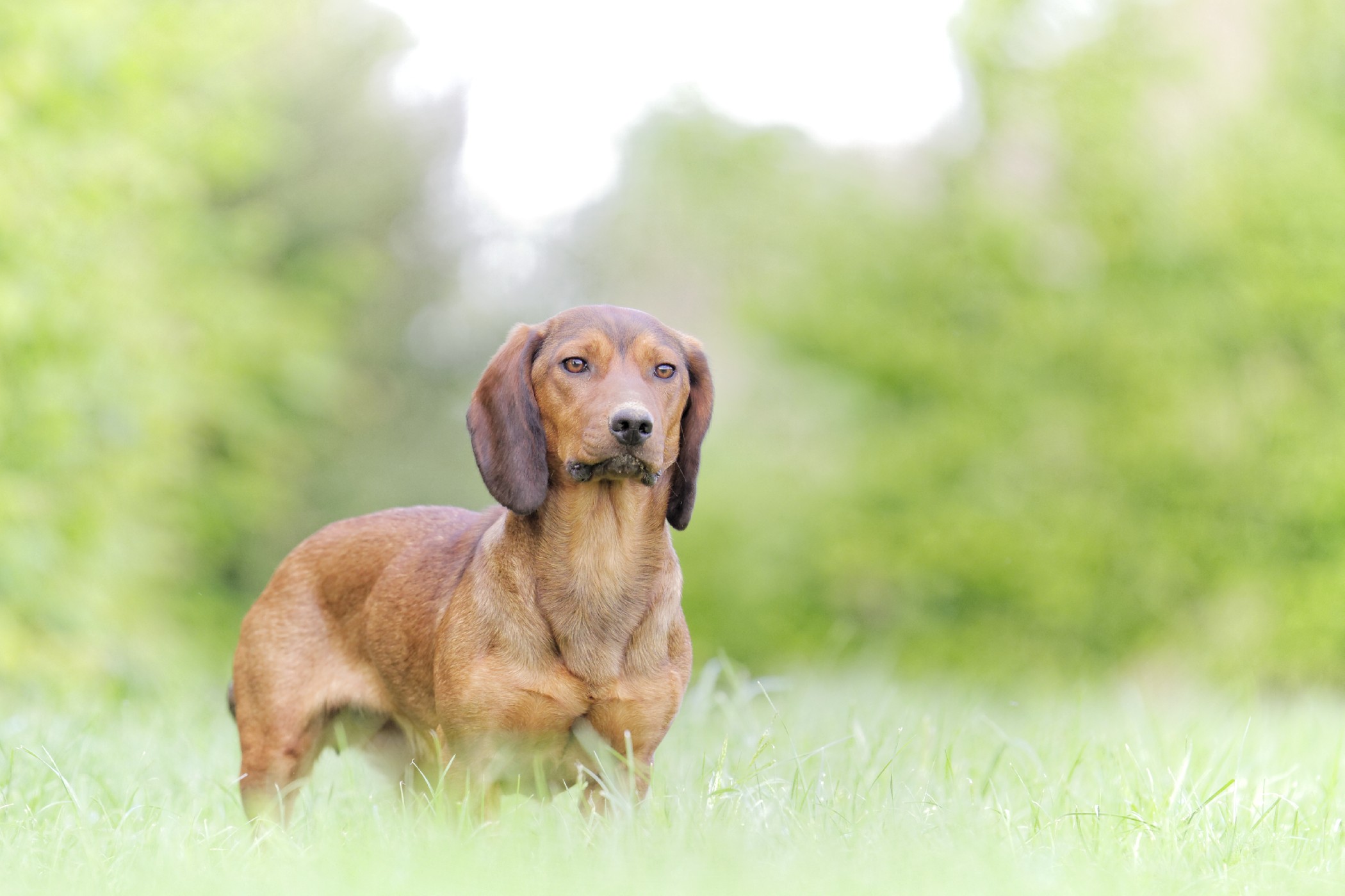 CH. Ice de ladelazolle (Sans Affixe)