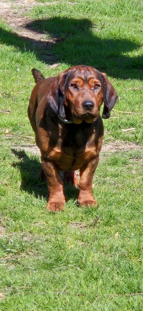 Thomas de la Vallée du Bois Bray