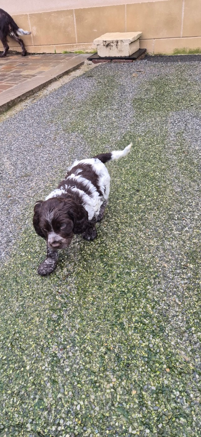 de la Vallée du Bois Bray - Chiots disponibles - Chien d'Oysel allemand