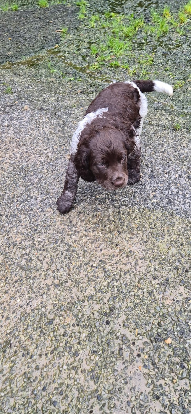 de la Vallée du Bois Bray - Chiots disponibles - Chien d'Oysel allemand